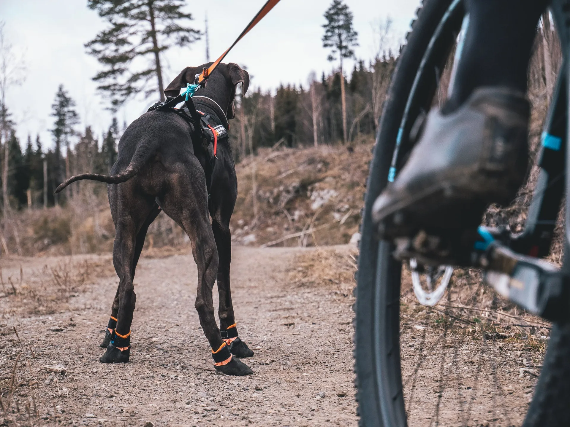 Non-Stop Dog Wear, Protector Booties